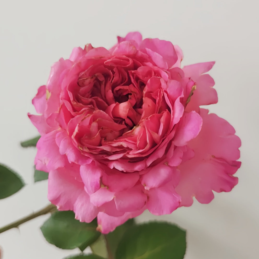 Cepheus Rose