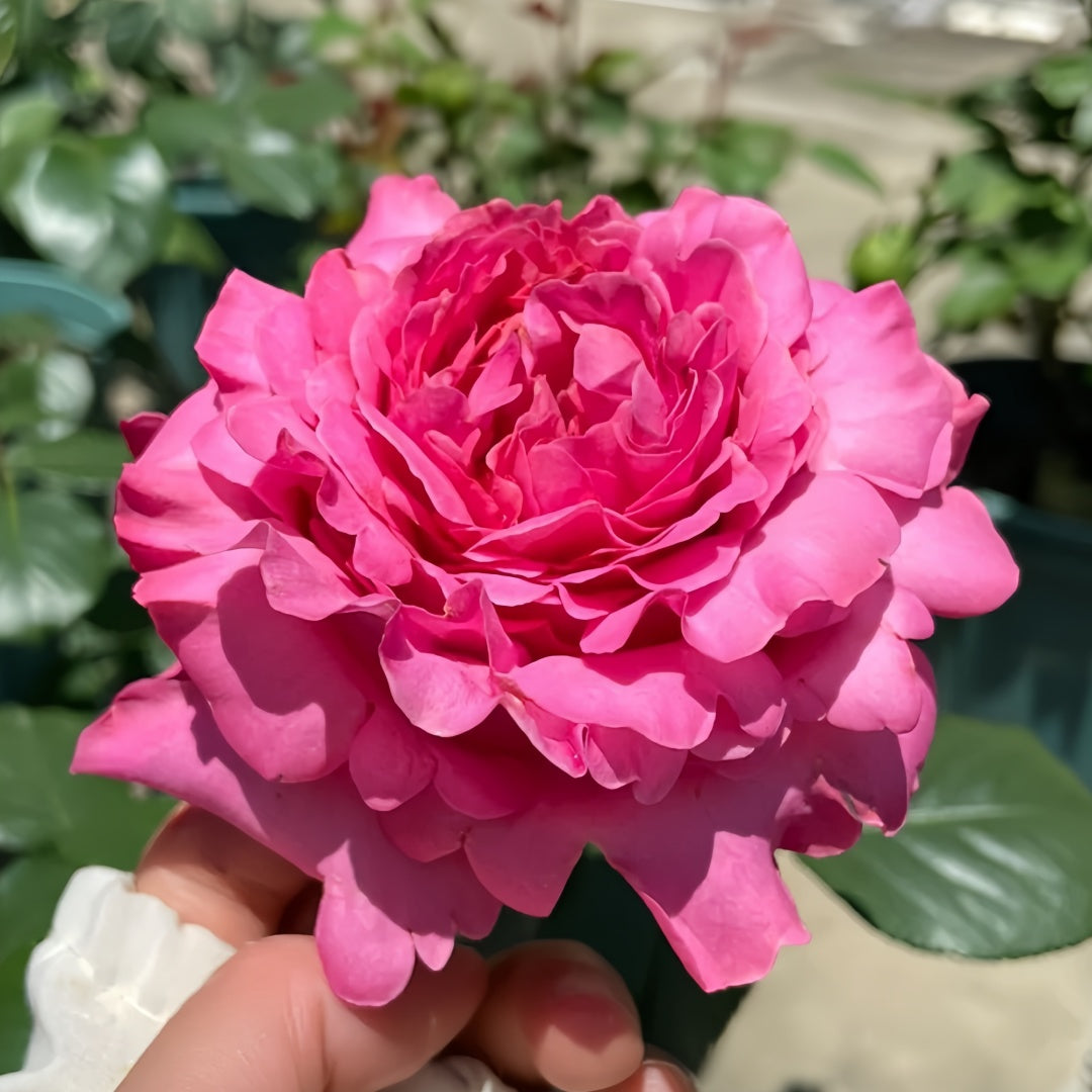 Cepheus Rose