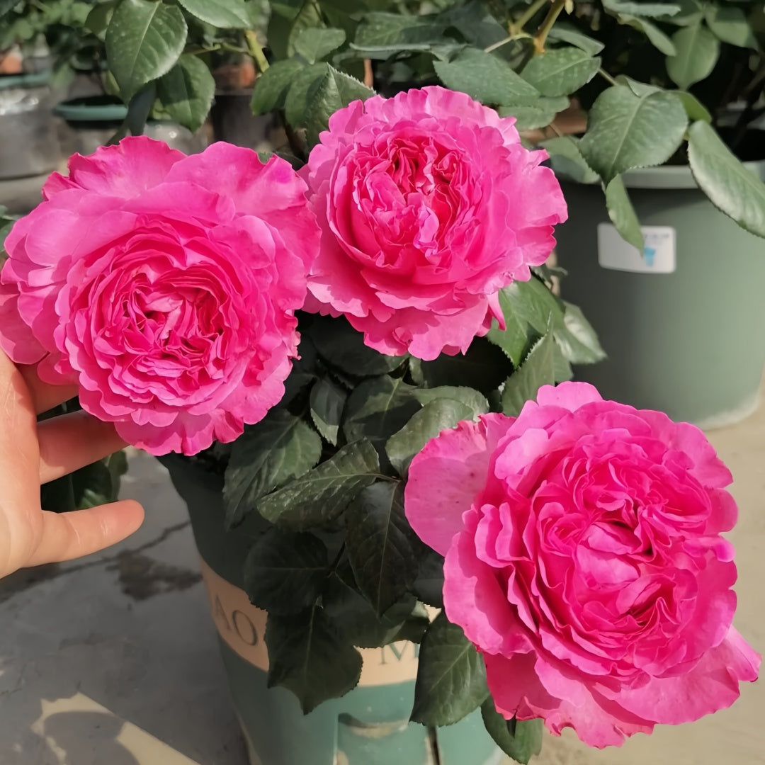 Cepheus Rose