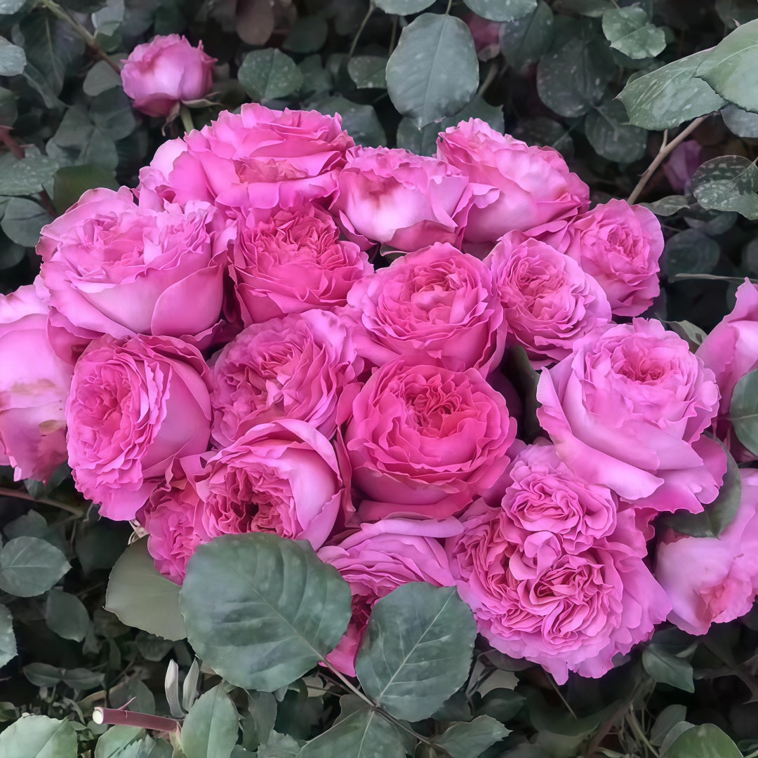 Cepheus Rose