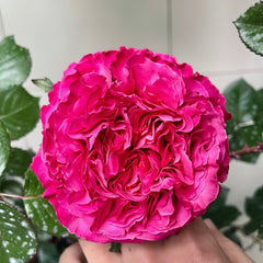 Cepheus Rose