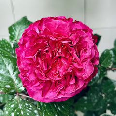 Cepheus Rose