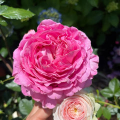 Cepheus Rose