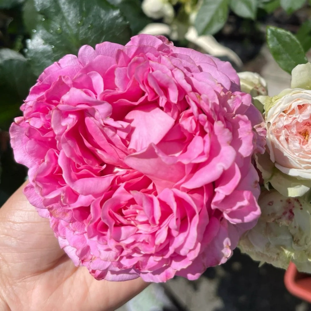 Cepheus Rose