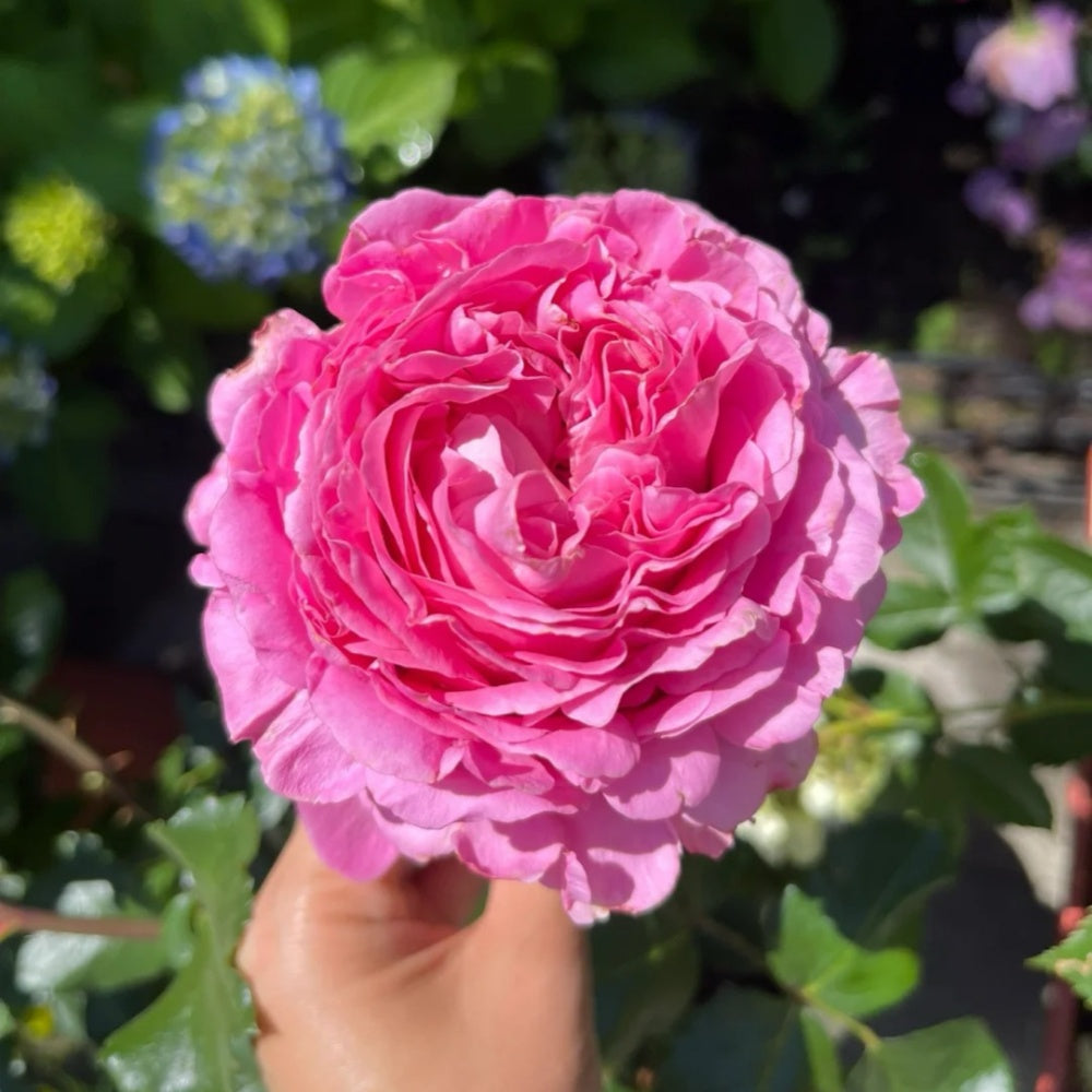 Cepheus Rose