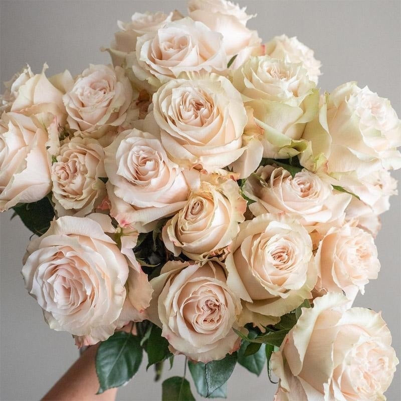 Champagner Rose