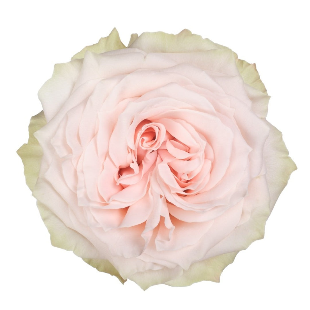 Champange Color Roses Champagner Rose-粉香槟|Germany Cut Rose – Ergongzy Roses