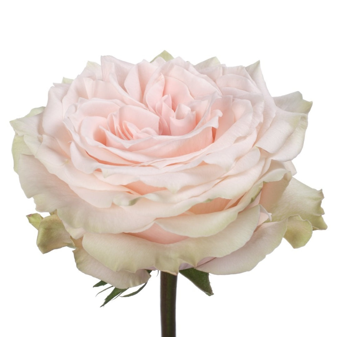 Champagner Rose