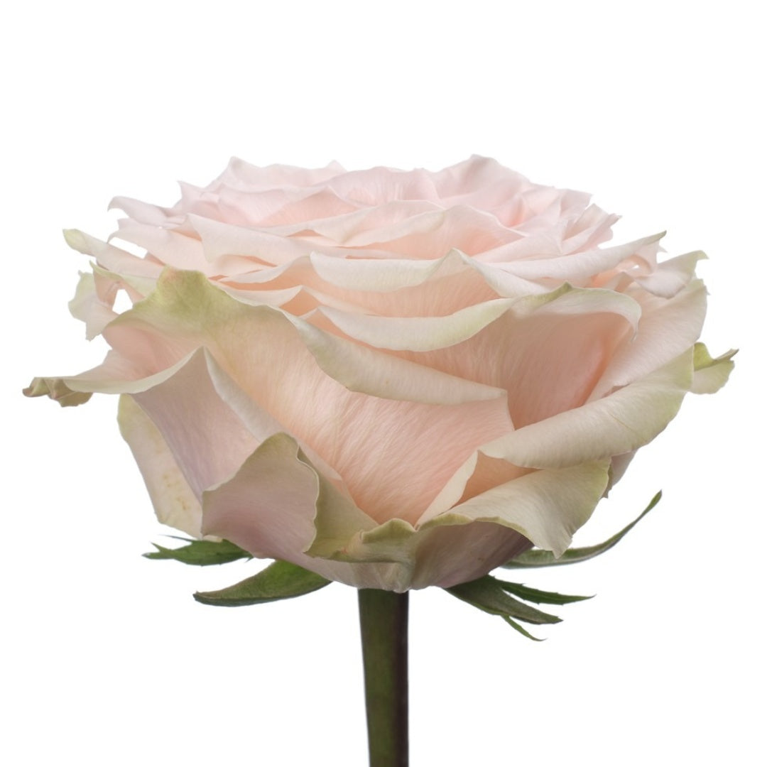 Champagner Rose
