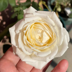 Chance Crema Rose