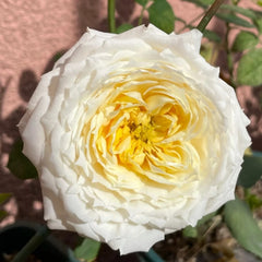 Chance Crema Rose