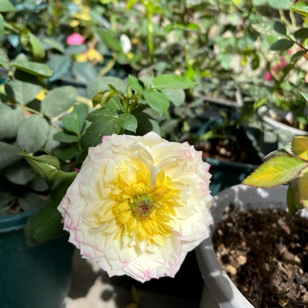 Chance Crema Rose