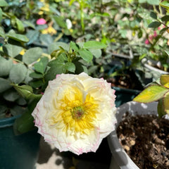 Chance Crema Rose