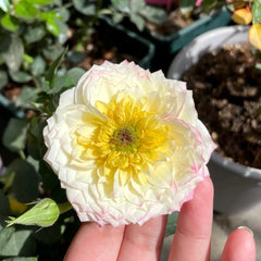 Chance Crema Rose