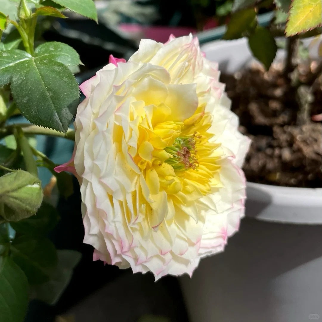 Chance Crema Rose