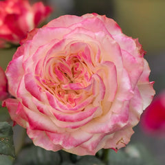 Chapeau Rose