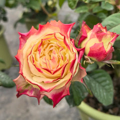 Chapeau Rose