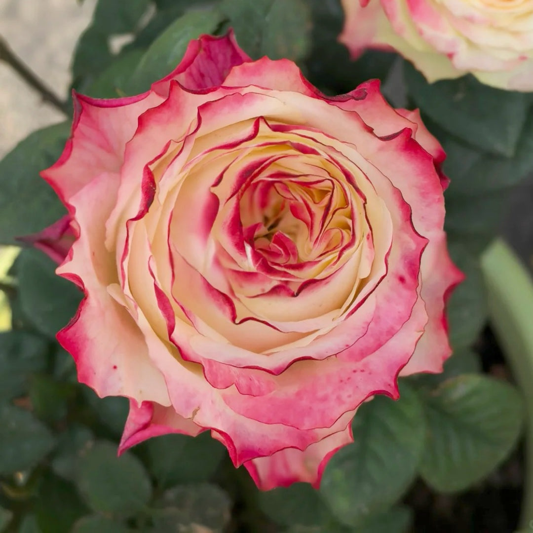 Chapeau Rose