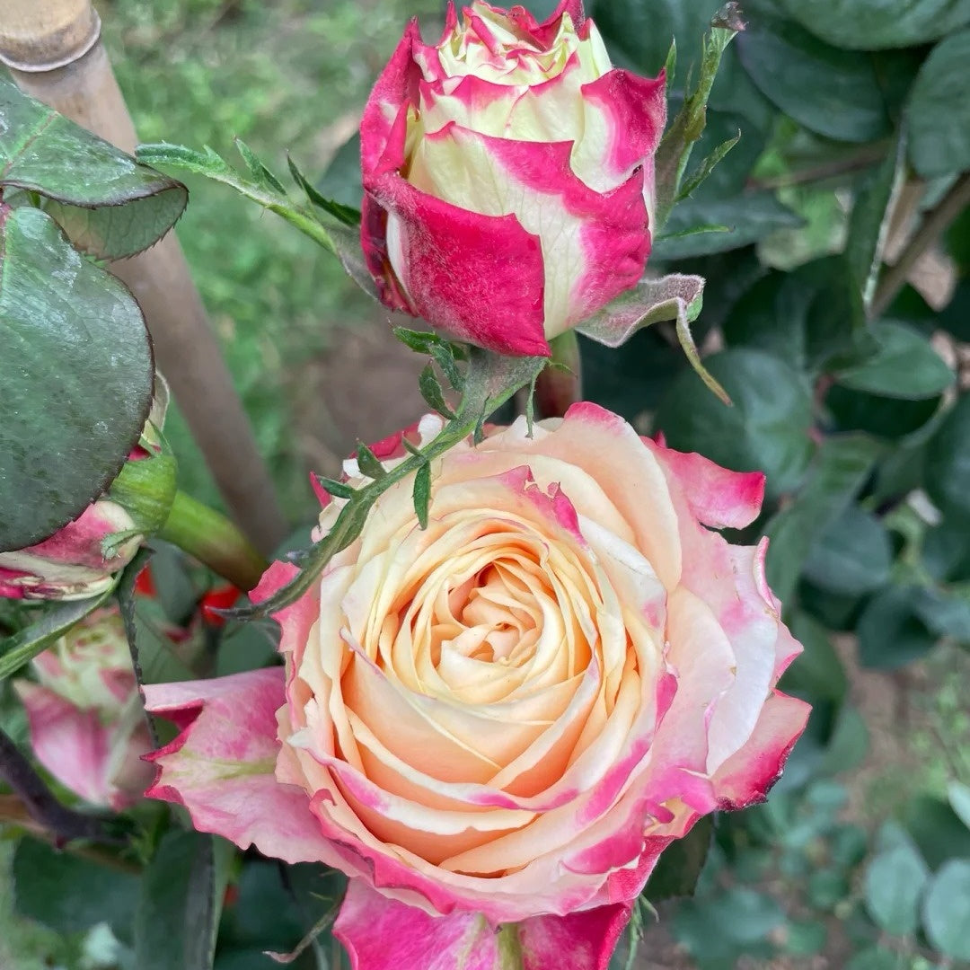 Chapeau Rose