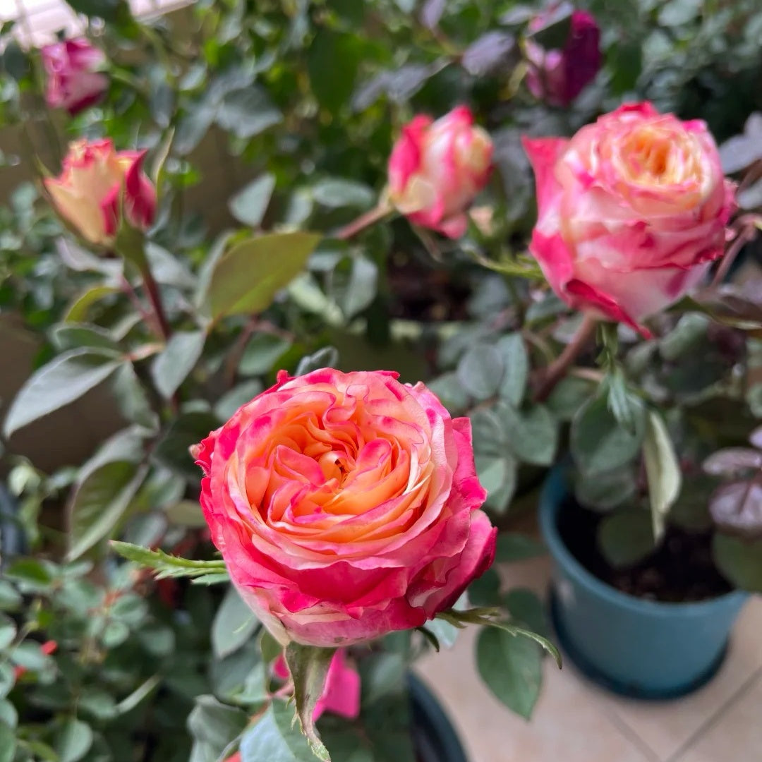Chapeau Rose