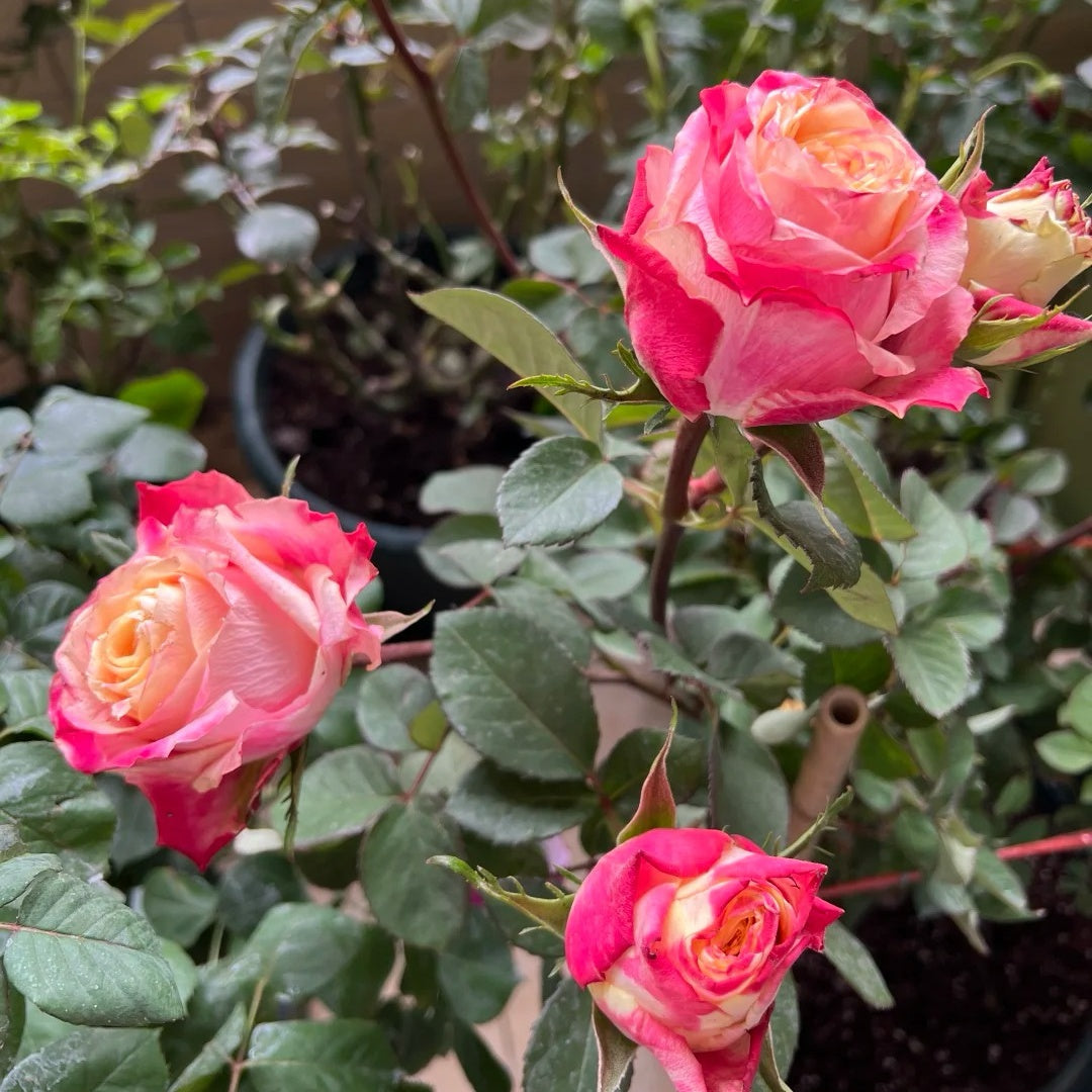 Chapeau Rose