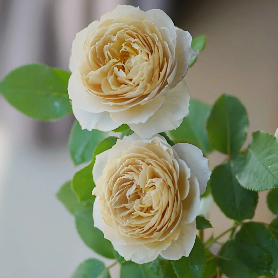Charlotte Perriand Rose