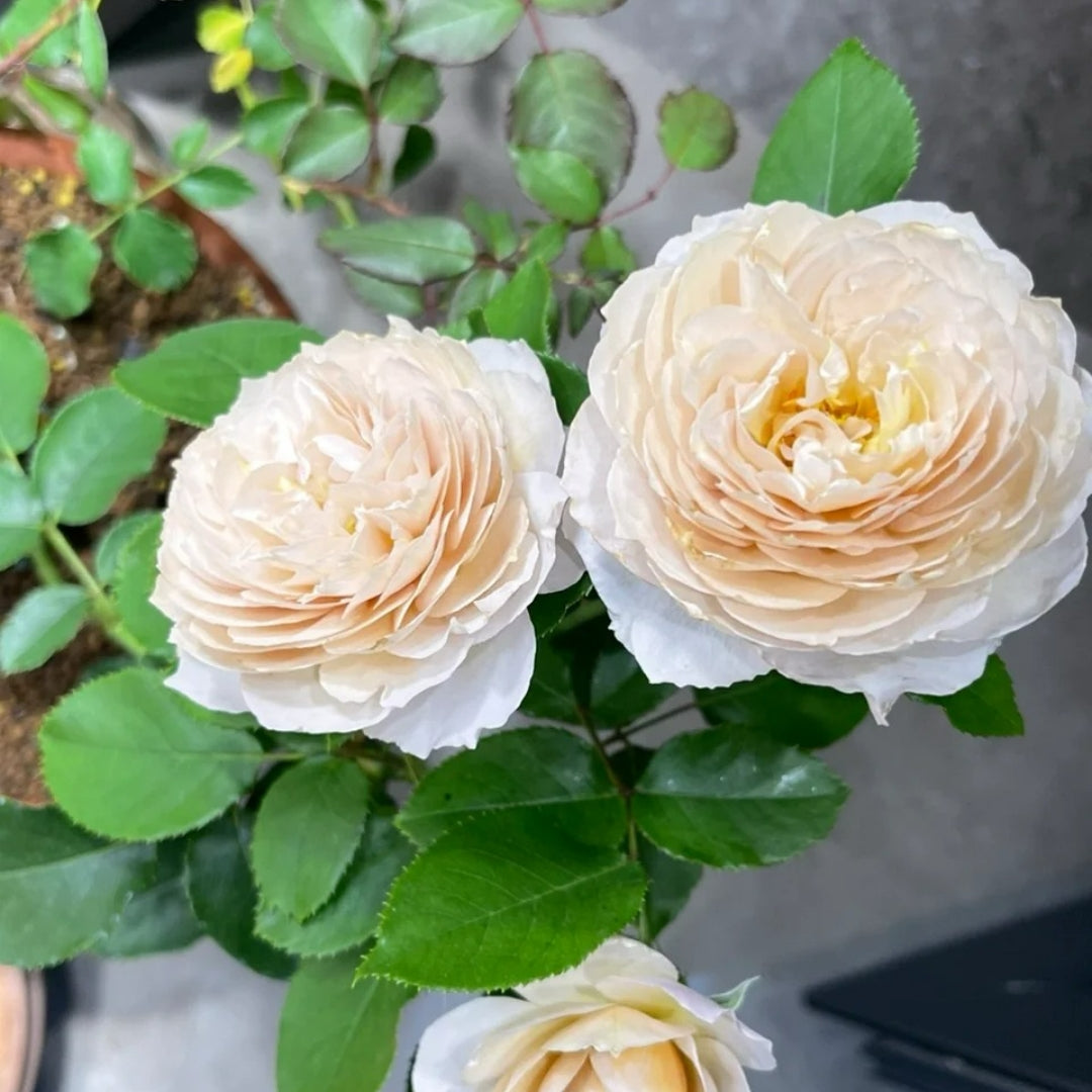 Charlotte Perriand Rose