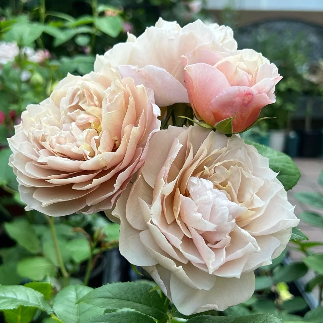 Charlotte Perriand Rose