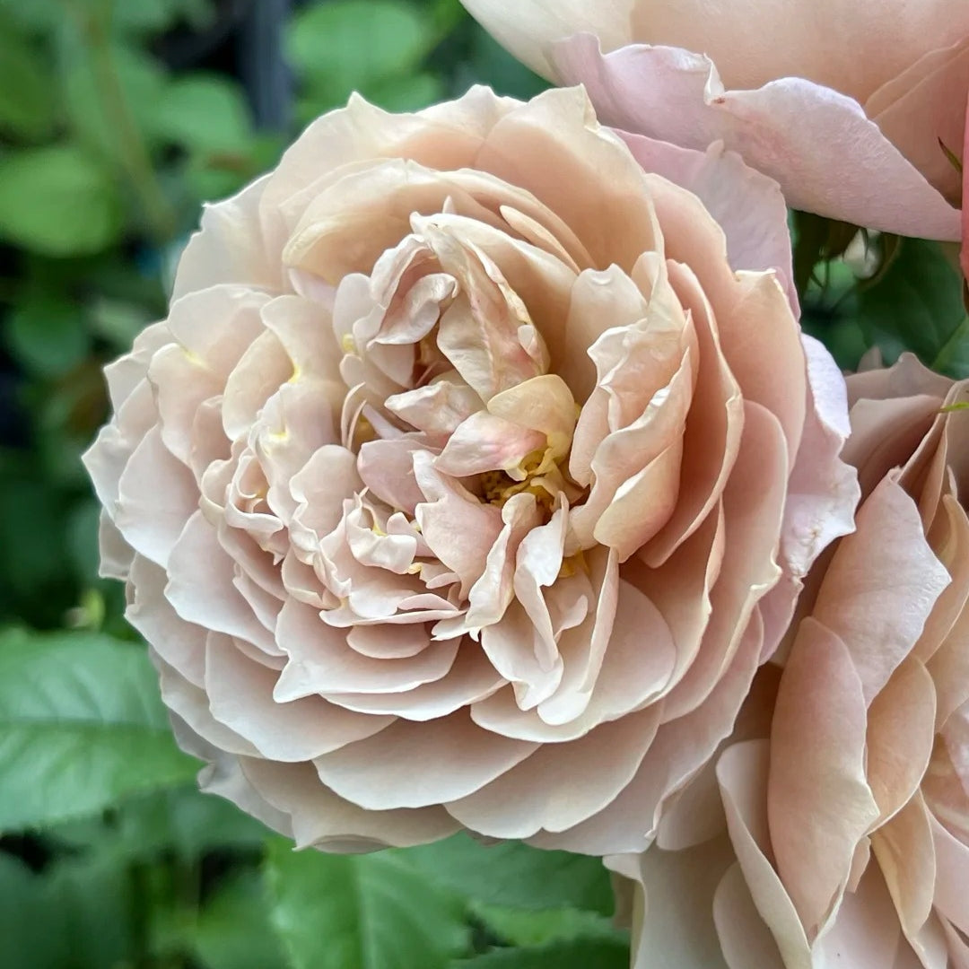 Charlotte Perriand Rose
