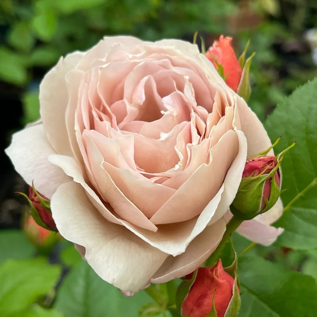 Charlotte Perriand Rose