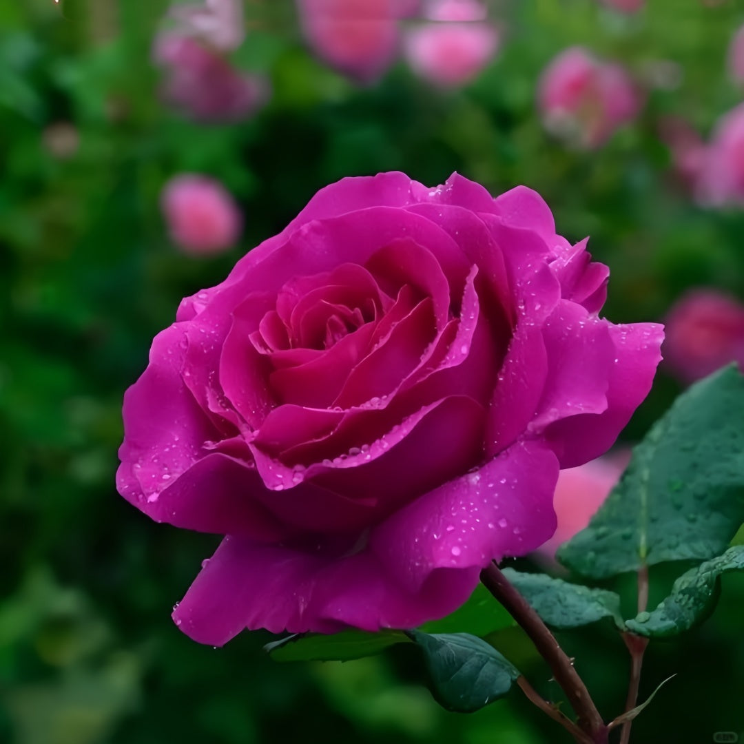 Chartreause De Parme Rose