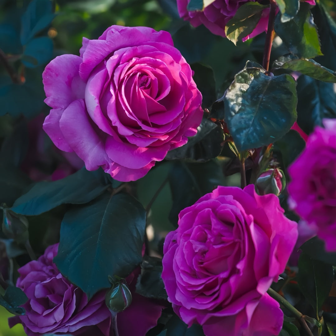 Chartreause De Parme Rose