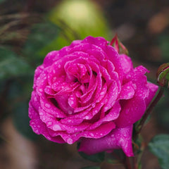 Chartreause De Parme Rose