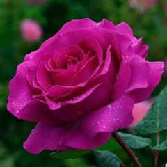 Chartreause De Parme Rose