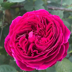 Chartreause De Parme Rose
