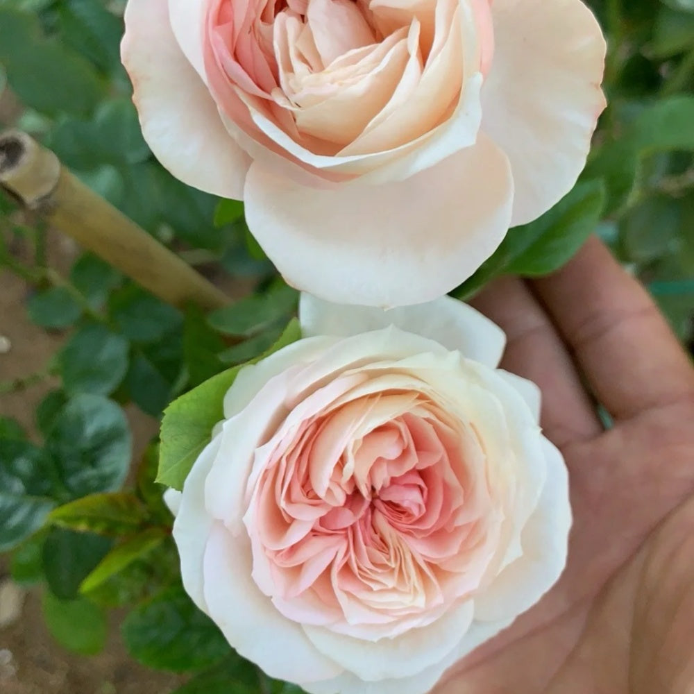 Chateau de Barbeyrolles Rose