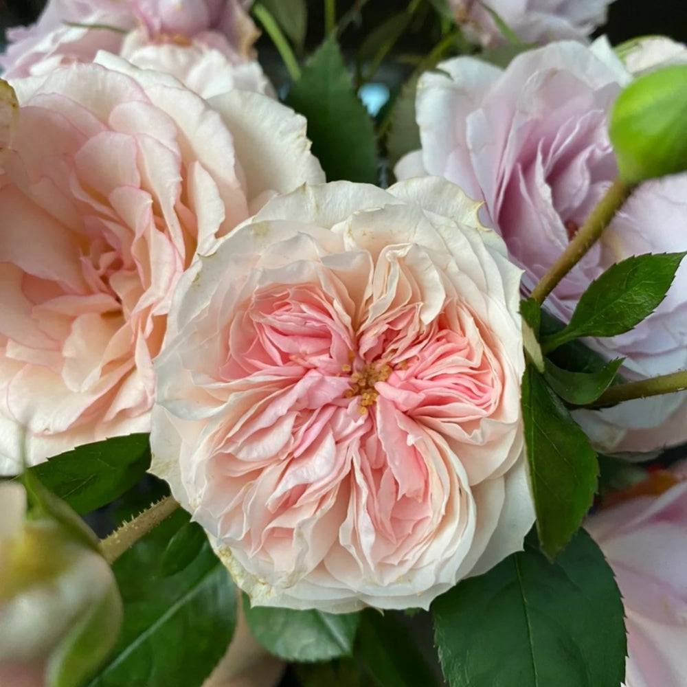 Chateau de Barbeyrolles Rose