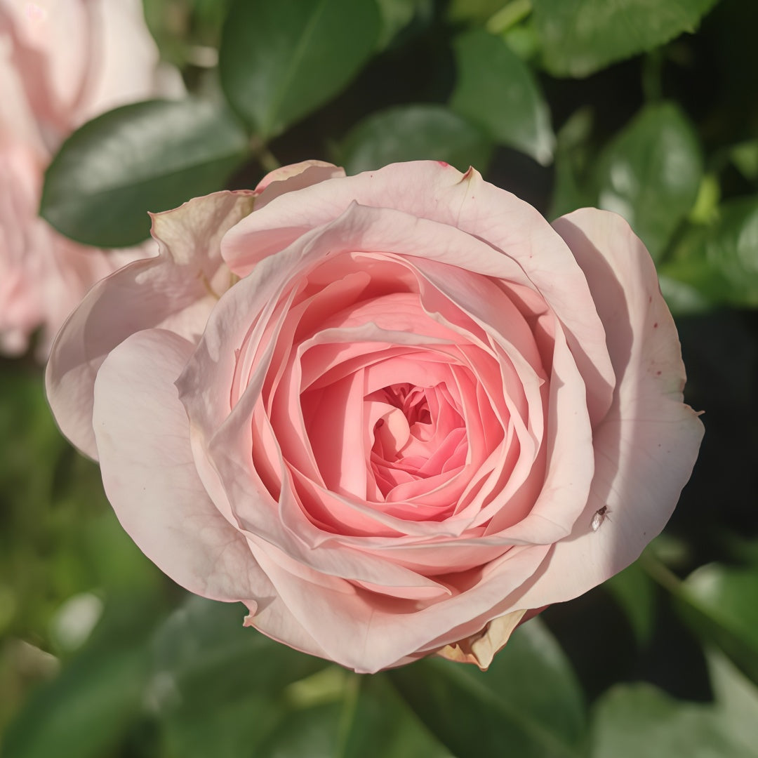 Chateau de Barbeyrolles Rose