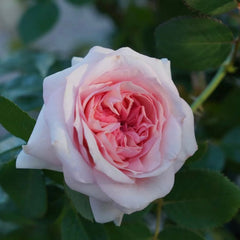 Chateau de Barbeyrolles Rose