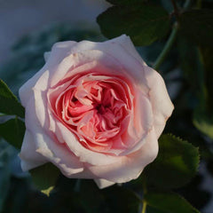 Chateau de Barbeyrolles Rose