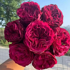 Cherry Velvet rose-樱桃丝绒｜Netherlands Cut Rose