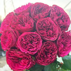 Cherry Velvet rose-樱桃丝绒｜Netherlands Cut Rose