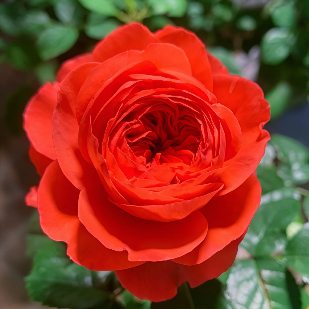 Cherry blossom Rose