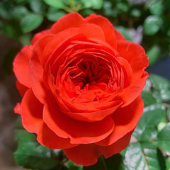 Cherry blossom Rose