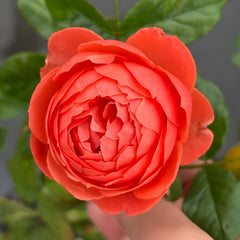 Chi Yan Rose