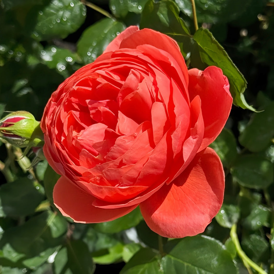 Chinese Roses – Ergongzy Roses