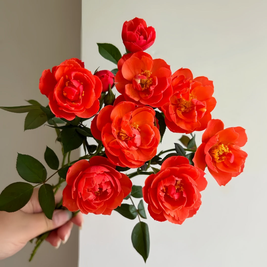Chi Yan Rose