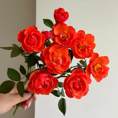 Chi Yan Rose