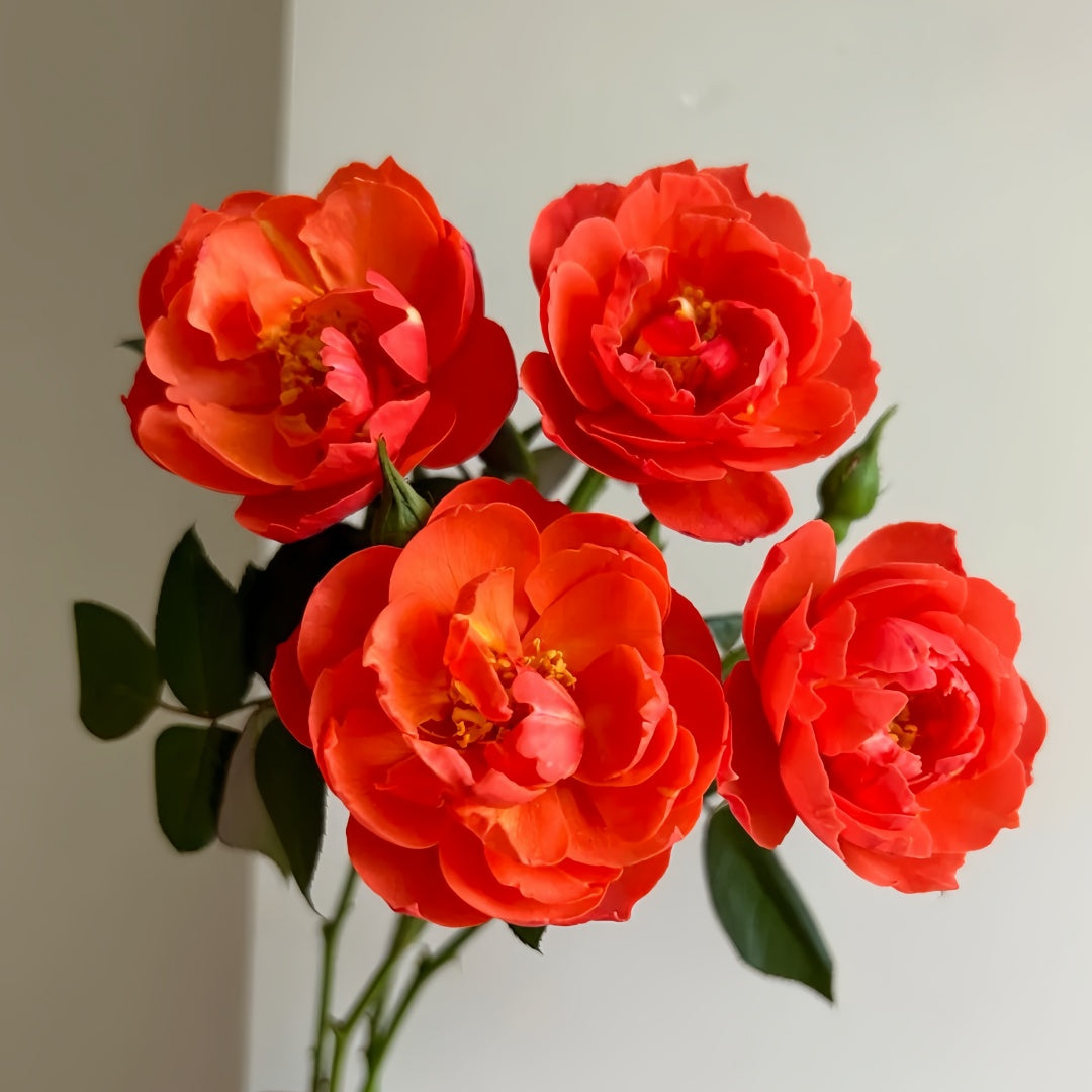 Chi Yan Rose