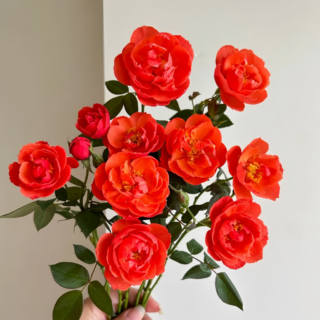 Chi Yan Rose